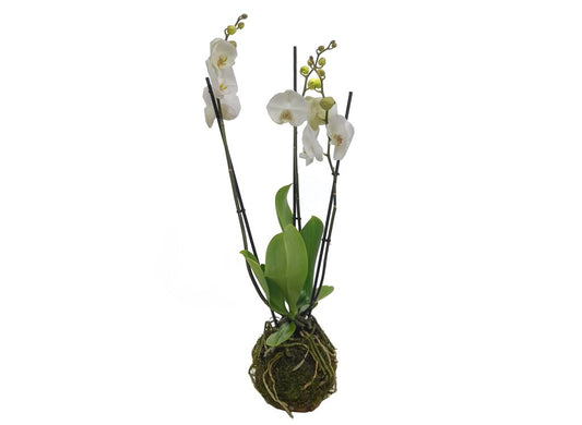 Kokedama Phalaenopsis Blanca 3 Tallos 70cm_0