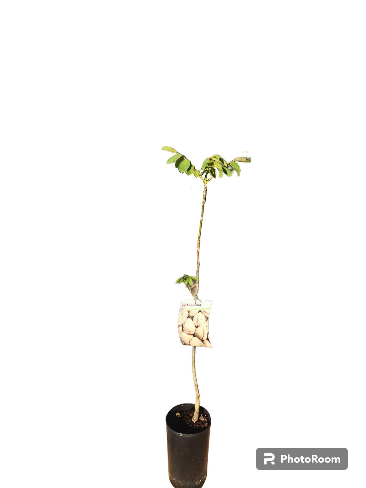 Nogal Europeo Maceta_0