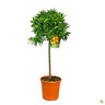Kumquat Copa M26 140cm