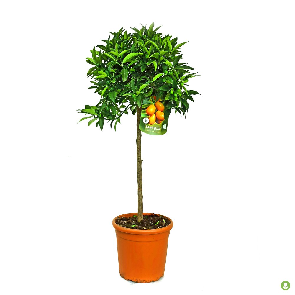 Kumquat Copa M26 140cm