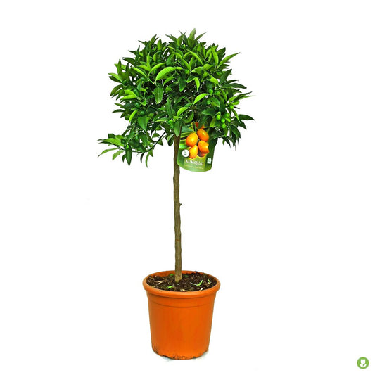 Kumquat Copa M26 140cm_0