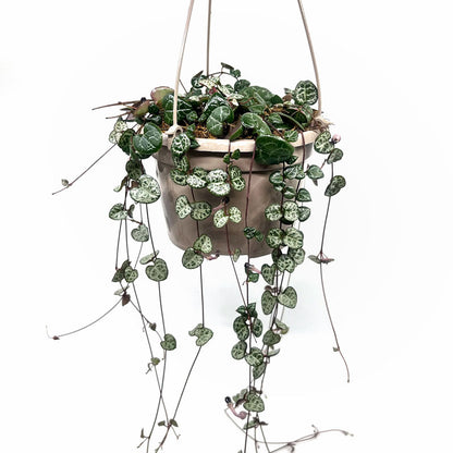 Ceropegia Woodii Cactus Y Suculentas