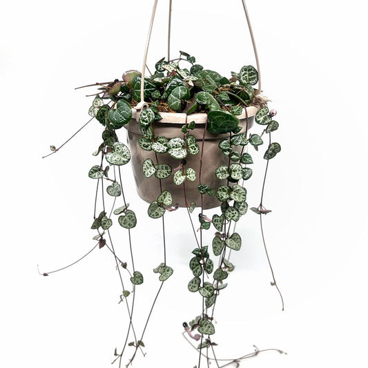 Ceropegia Woodii Cactus Y Suculentas M15cm Ø con colgador_0