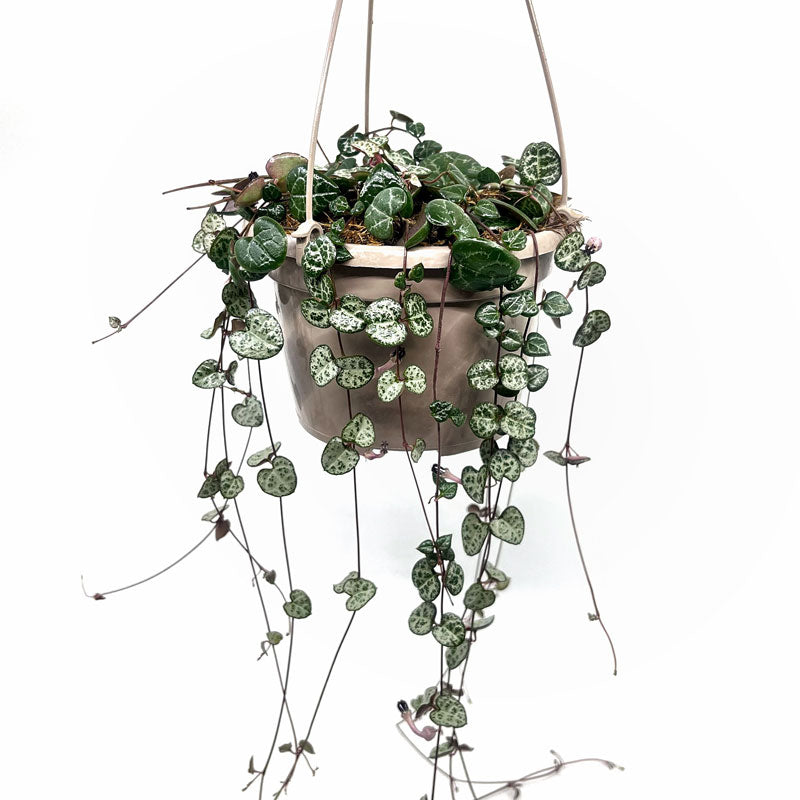 Ceropegia Woodii Cactus Y Suculentas M15cm Ø con colgador_0
