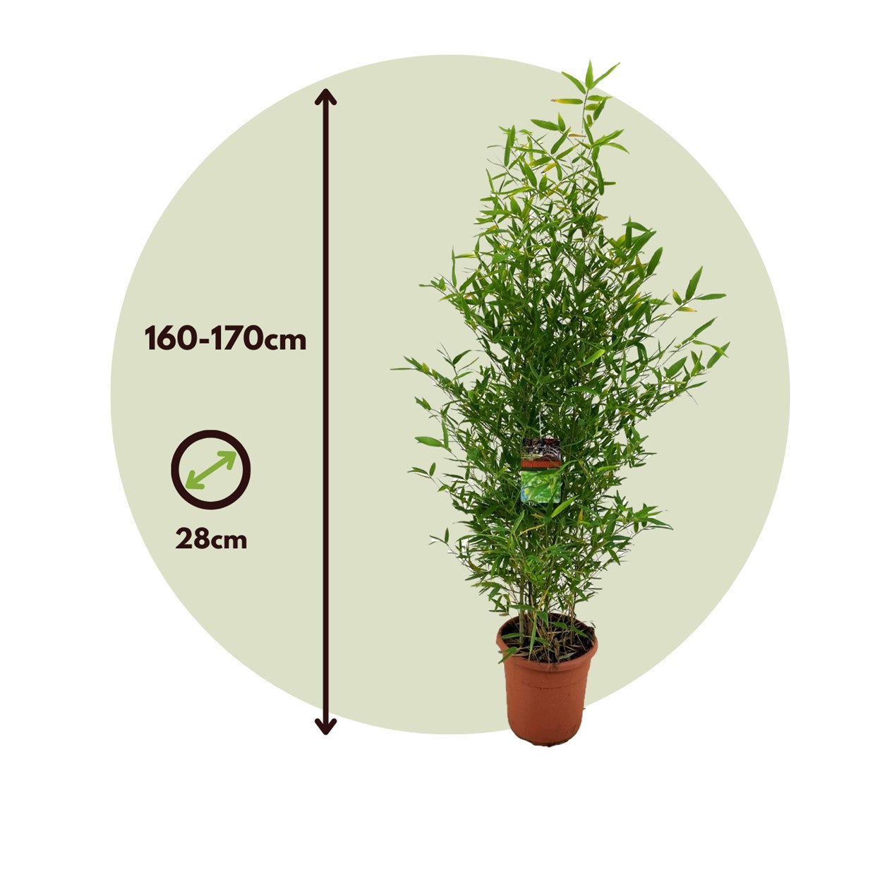 El Bambú Dorado - Phyllostachys 'bisetti' - Altura 160-170cm - ⌀28cm_2