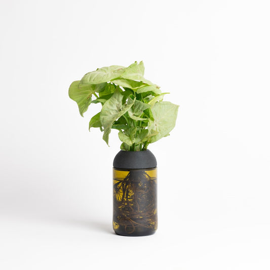 Macetero Transparente Citysens Con Planta Y Soporte De Ébano – Ámbar, Vidrio Reutilizado Y Biofilamento De Madera 3d_0