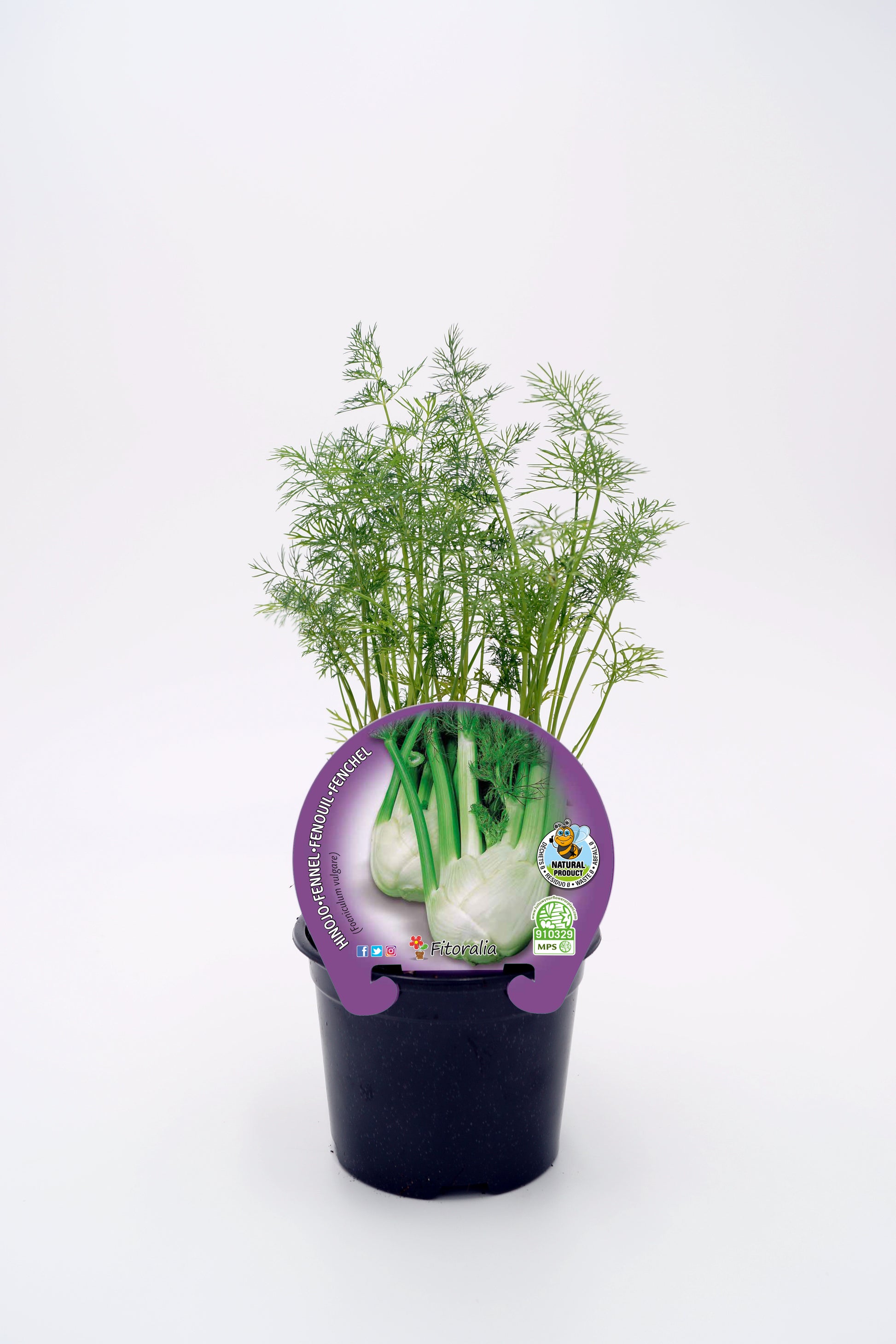 Plantón Hinojo Natural En Maceta 10,5 Cm. - Fitoralia