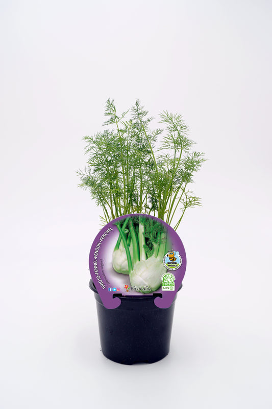 Plantón Hinojo Natural En Maceta 10,5 Cm. - Fitoralia