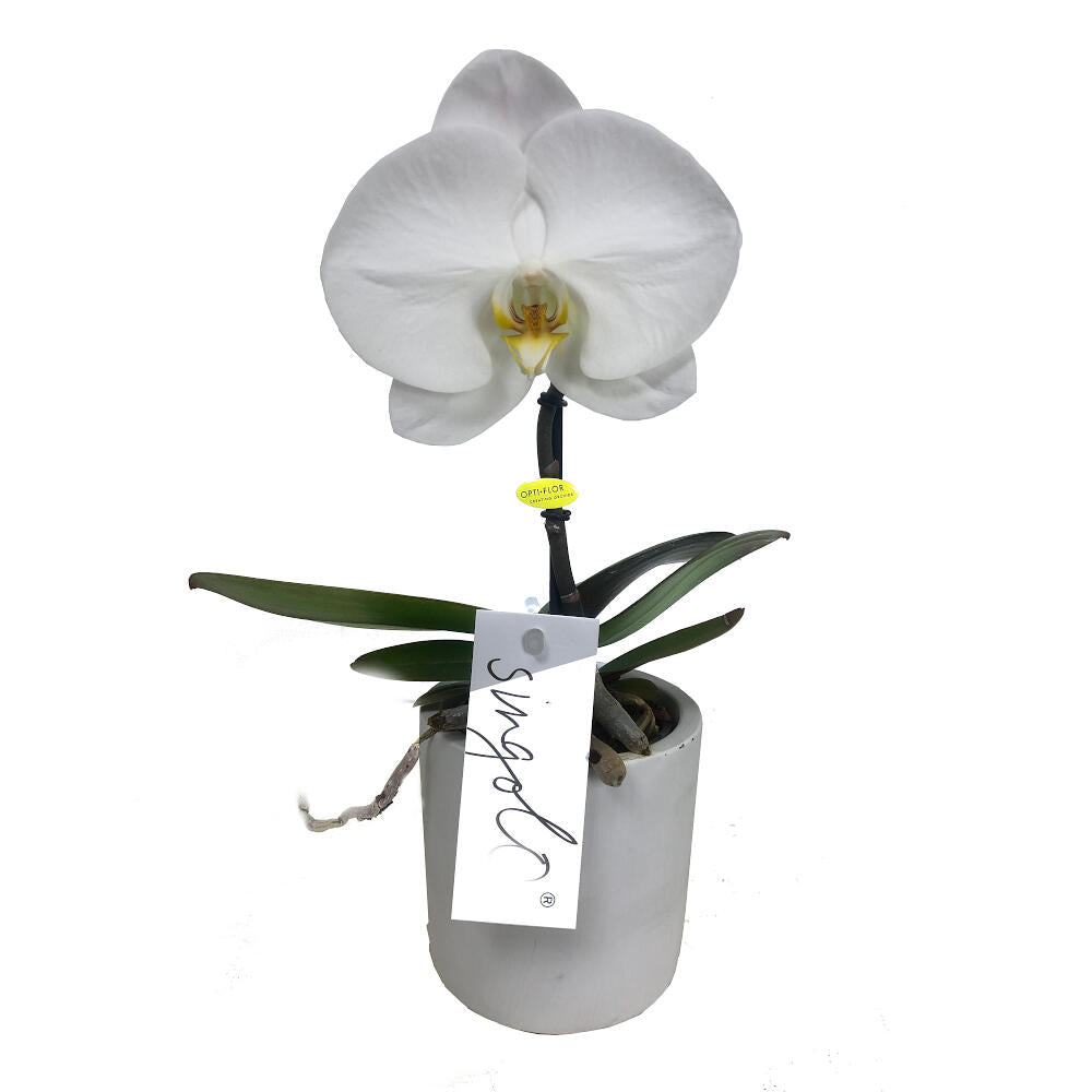 Orquidea Phalaenopsis Singolo M9 35cm