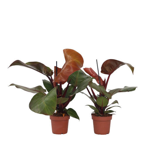 Filodendro - 2 Pzs - Philodendron 'sun Light' - Altura 20-30cm - ⌀12cm