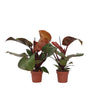 Filodendro - 2 Pzs - Philodendron 'sun Light' - Altura 20-30cm - ⌀12cm