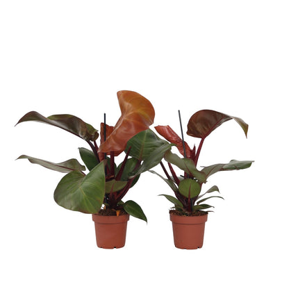 Filodendro - 2 Pzs - Philodendron 'sun Light' - Altura 20-30cm - ⌀12cm_0