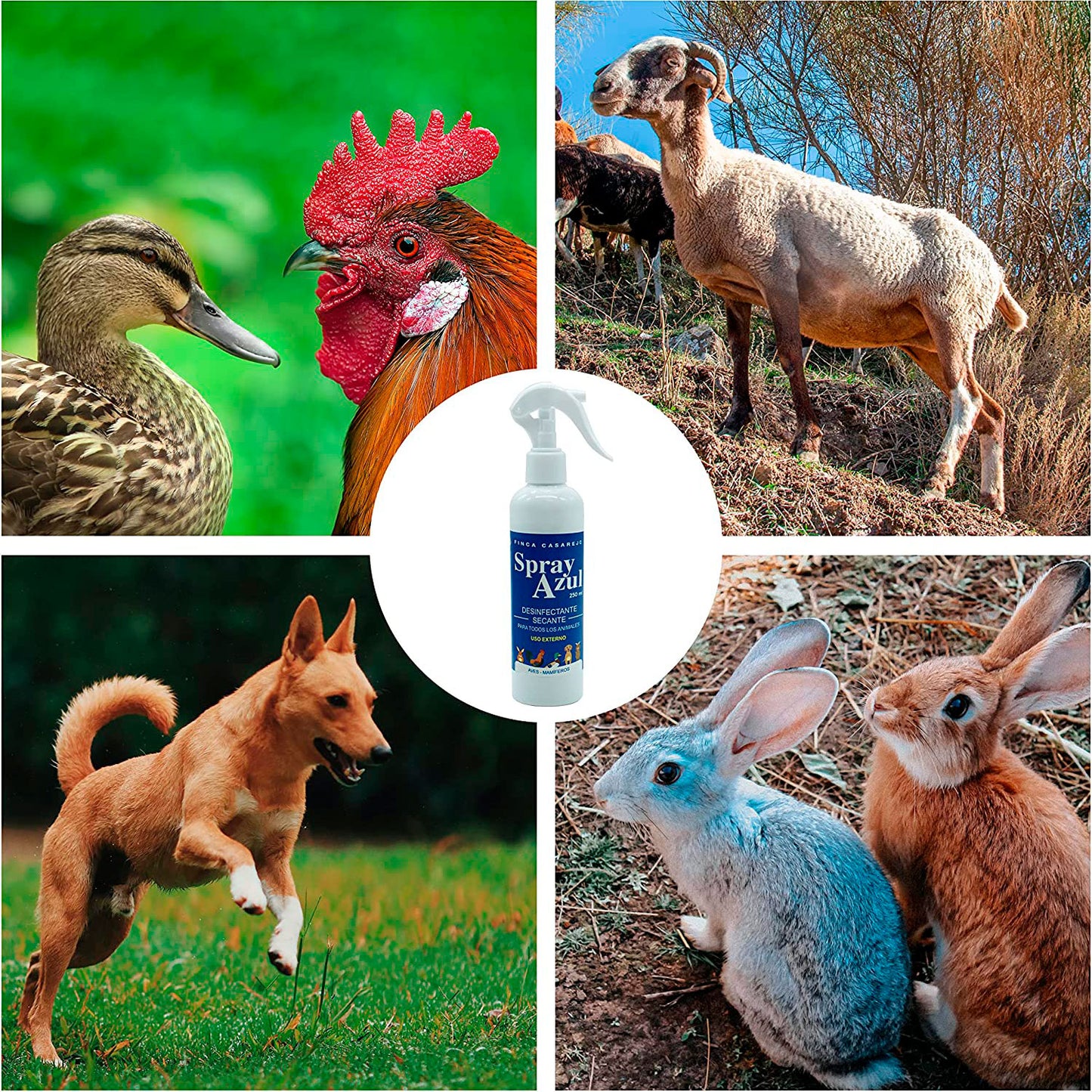 Spray Azul Para Heridas De Animales 250Ml - Limpia Y Seca Las Costras - Spray Cicatrizante Para Perros, Aves, Conejos..._2