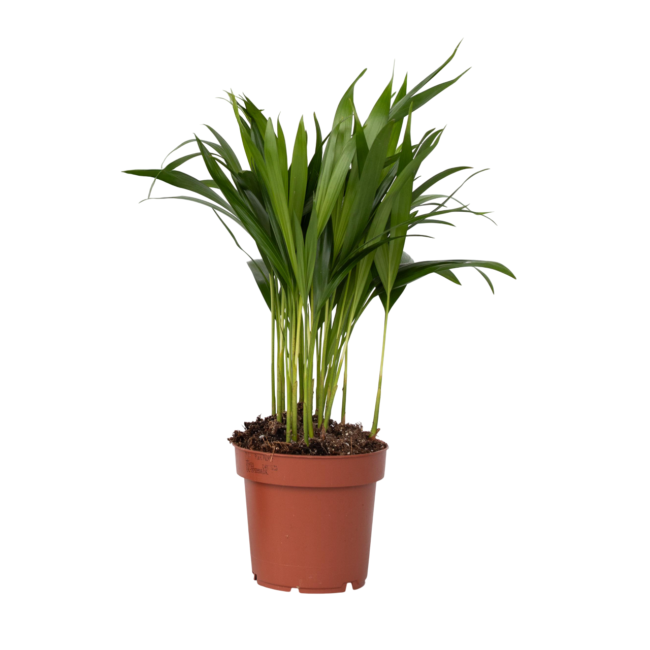 Palma Areca - Dypsis Lutescens - Altura 30-45cm - ⌀12cm_0