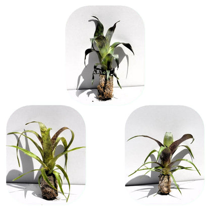 Lote Iniciación Minibromelias (3 ej.); bromelias, plantas tropicales; Curiosarium; Decoración, Coleccionismo, Terrarios_0
