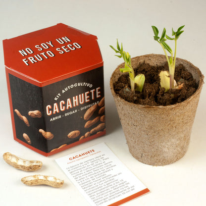 Kit Autocultivo Cacahuete | Cultiva Tus Propios Peanuts En Casa | Regalo Divertido Y Original_2