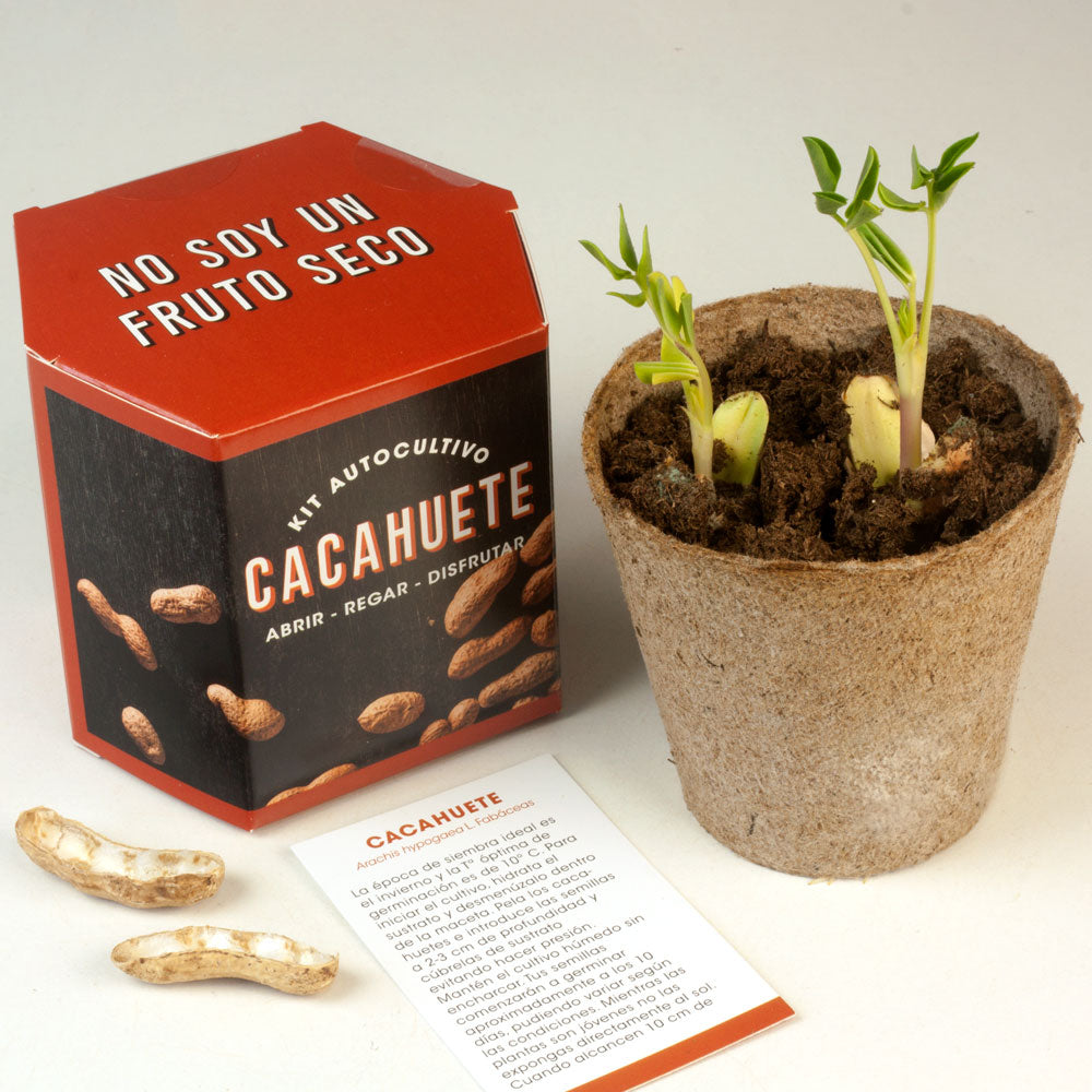 Kit Autocultivo Cacahuete | Cultiva tus Propios Peanuts en Casa | Regalo Divertido - Resetea_2