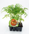 Pack Plantones Tomate Híbrido Ensalada 12 Ud. Natural - Fitoralia