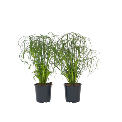 Planta Paraguas - 2 Pzs - Cyperus Alternifolius - Altura 40-50cm - ⌀14cm
