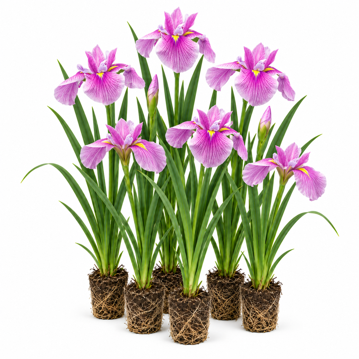 Lirio Rosa - Iris Laevigata - 12 Plantas_0