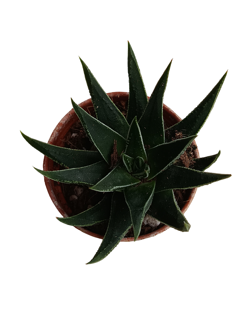 Haworthia Beccaria Plantas Suculentas Ø5