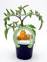 Plantón Tomate Cherry Naranjito En Maceta 10,5 Cm. Natural - Fitoralia
