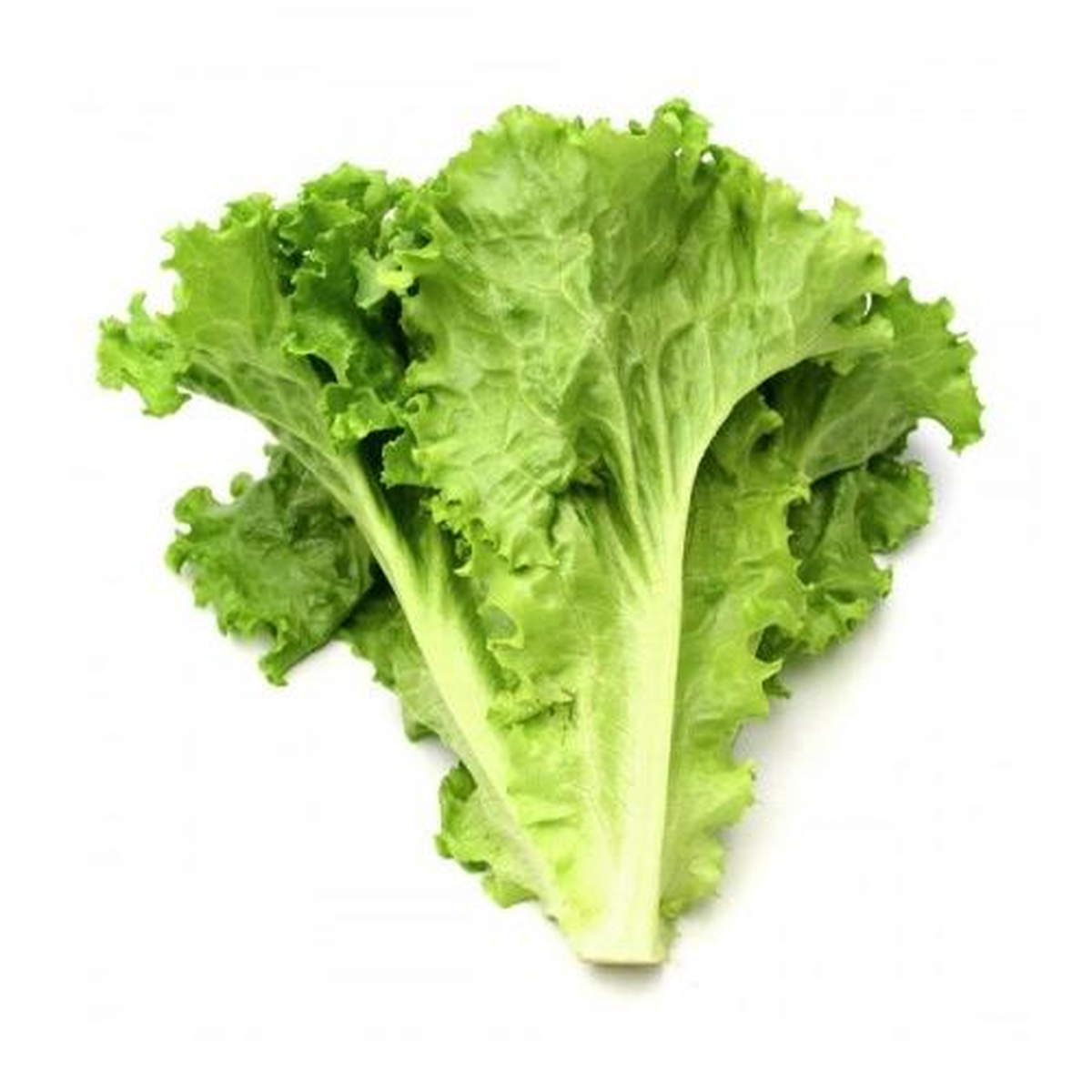 Plantón De Lechuga Verde 6 Uds. Gama Tradicional_0