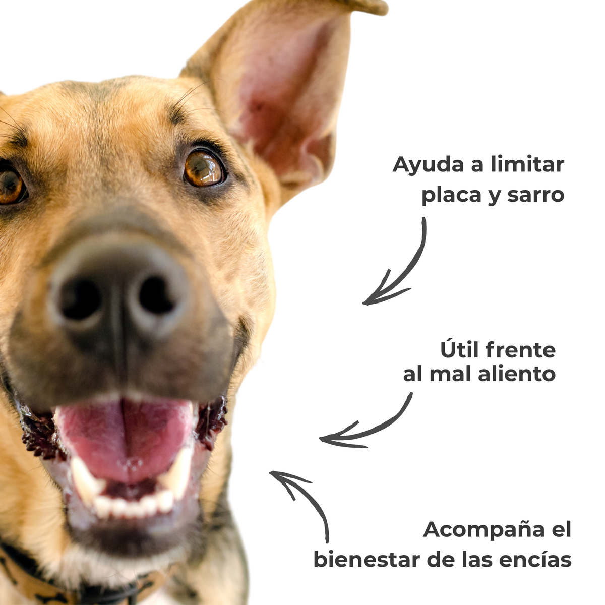Polvo dental natural para perros y gatos – Limpieza dental, sarro y mal aliento – 100 g_4
