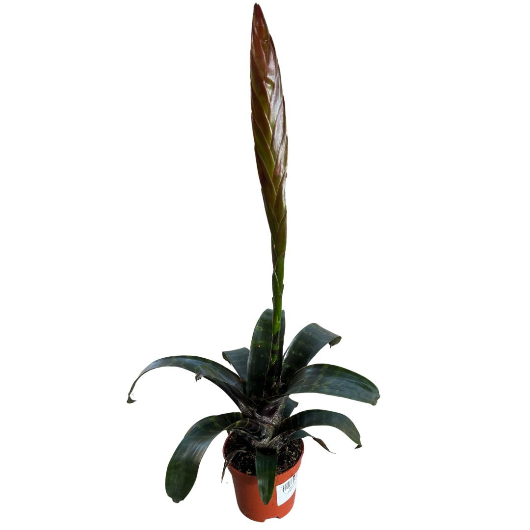 Bromelia De Interior M9 Maceta 9cm_0