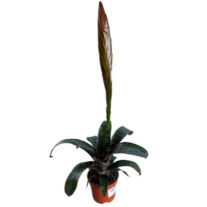 Bromelia De Interior M9 Maceta 9cm_0
