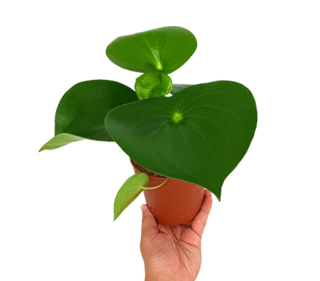 Peperomia Raindrop M12_0