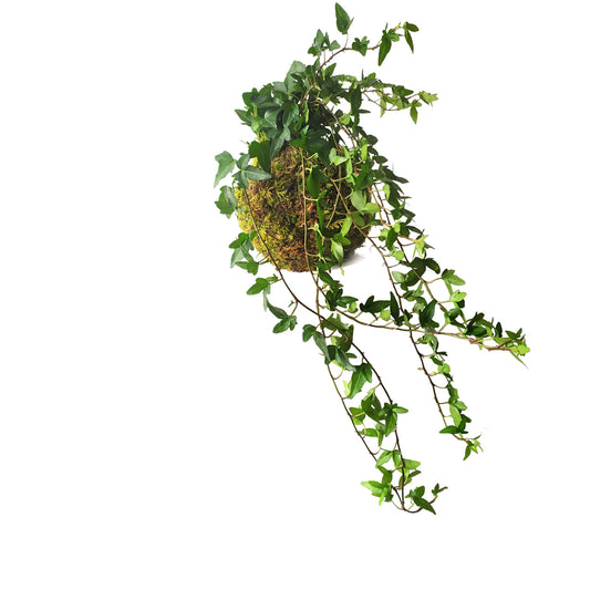 Hiedra En Kokedama_0