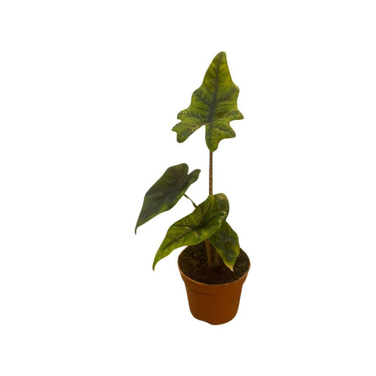 Planta Natural Alocasia 'jacklyn' 1 Ud Ø 6 Alt. 10_0