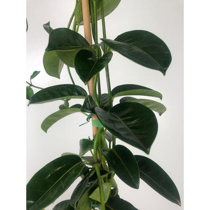 Stephanotis Floribunda M20 160cm (jazmin De Madagascar)_2