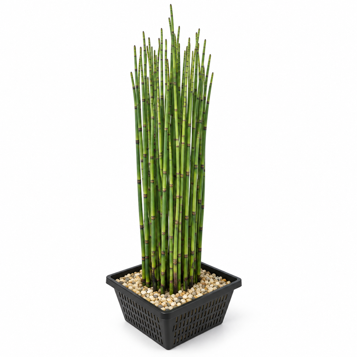 Cola De Caballo De Agua - Equisetum Fluviatile - Set De 4 Con Cesta_0
