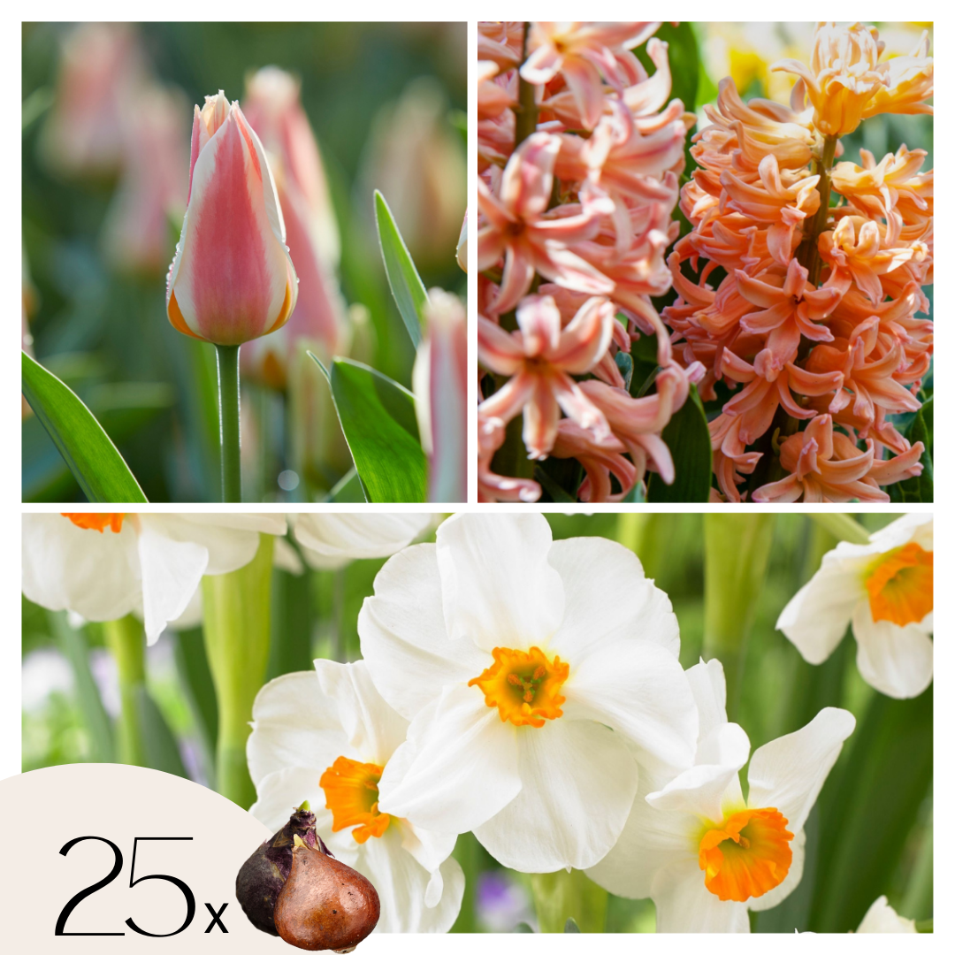 Mezcla De Bulbos De Flor - 25 Pzs - Narcissus Tulipa Hyacinthus
