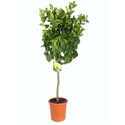 Limonero 4 Estaciones Copa M26 150cm