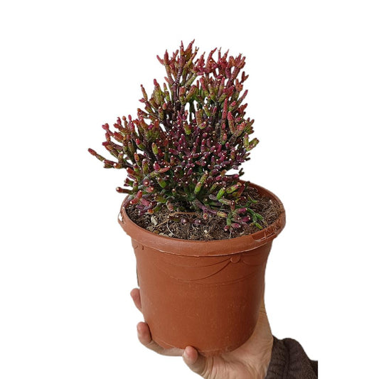 Rhipsalis Hatiora M17_0