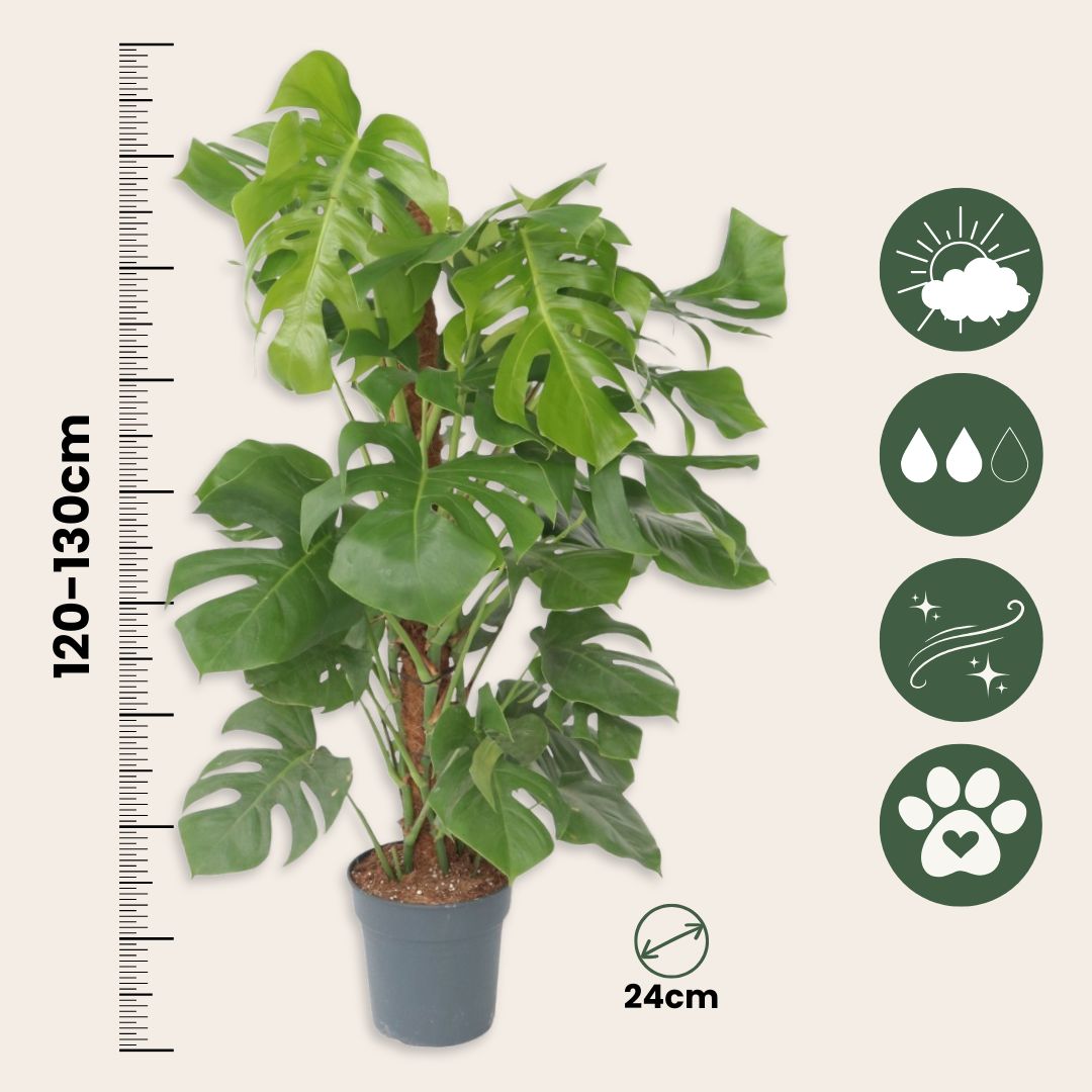 Costilla De Adán - Monstera Deliciosa - Altura 120-130cm - ⌀24cm_2