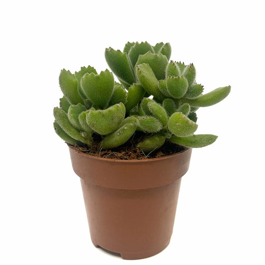 Cotyledon Tomentosa Cactus Y Suculentas M8,5 cm Ø_0