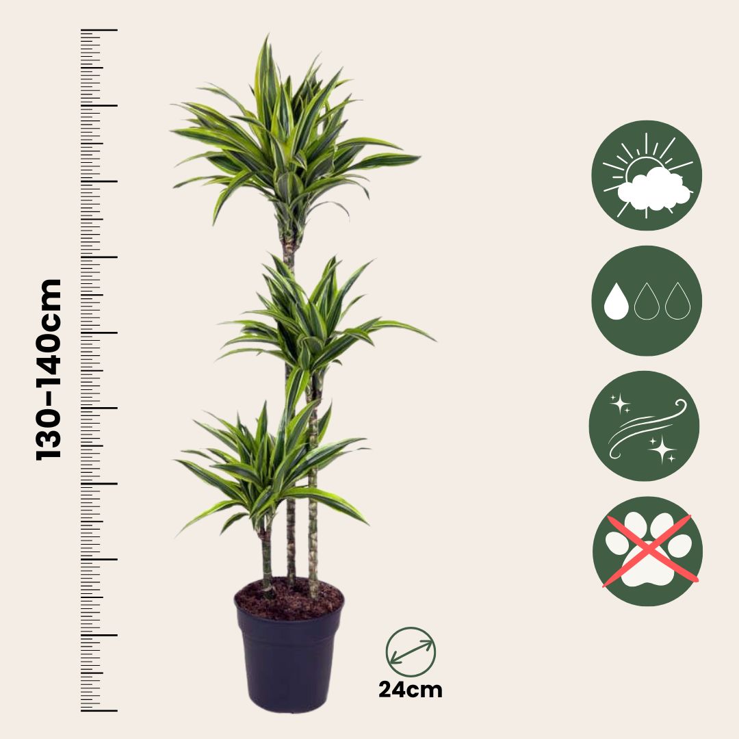 Drácena - Dracaena 'lemon Lime' - Altura 130-140cm - ⌀24cm_2