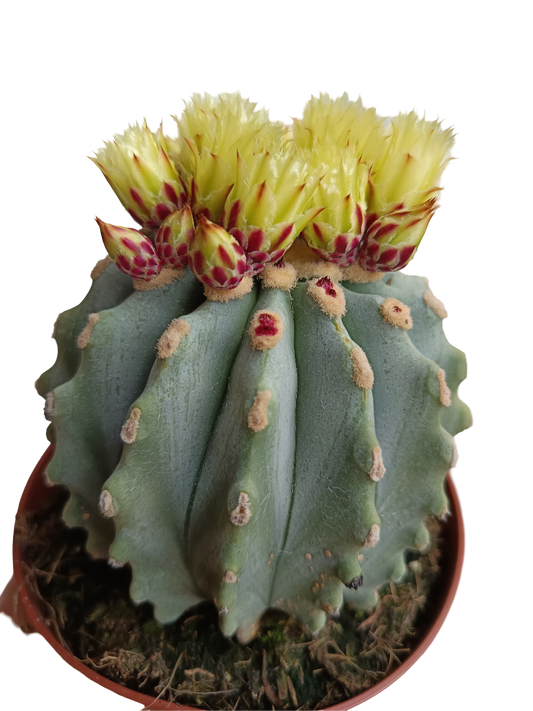 Ferocactus Glaucescens Inermis Cactus Ø13_0