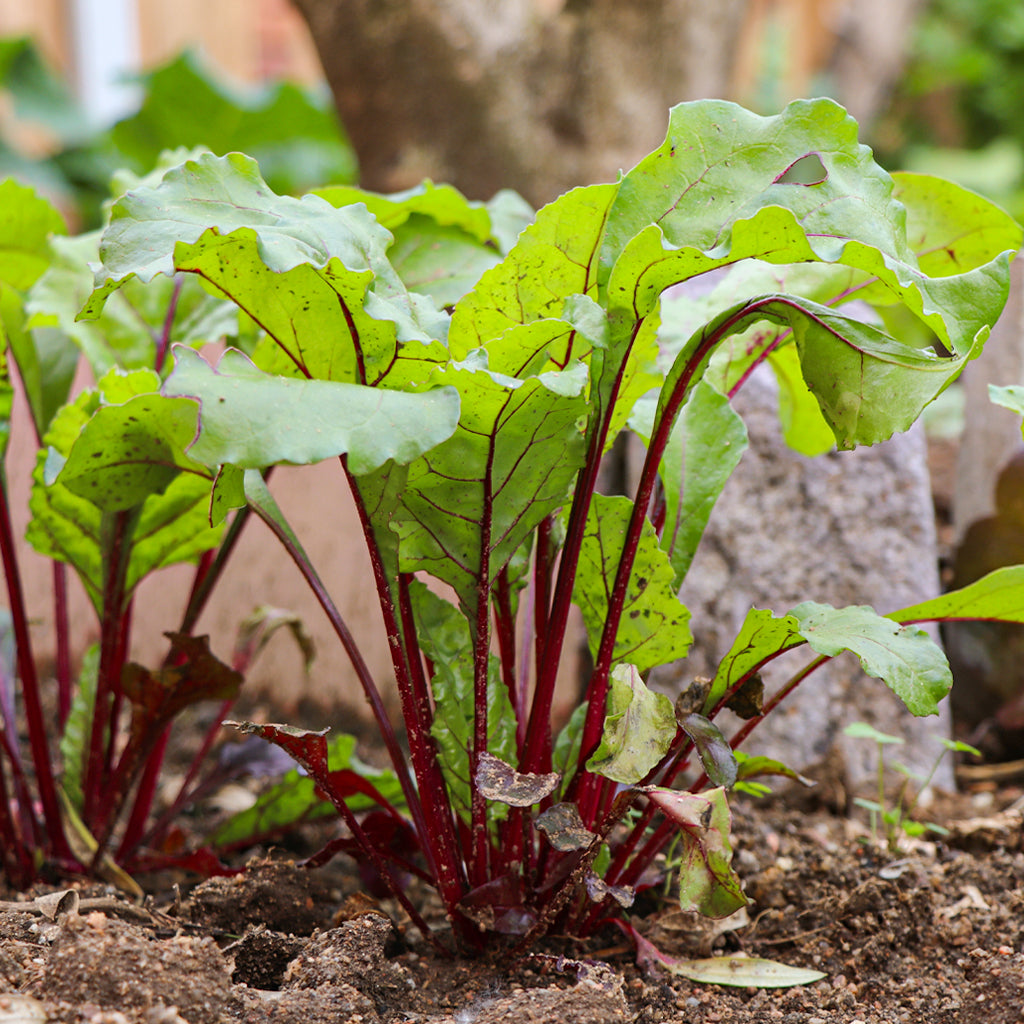 Plantón Remolacha 10 Unidades - Plantabo_2