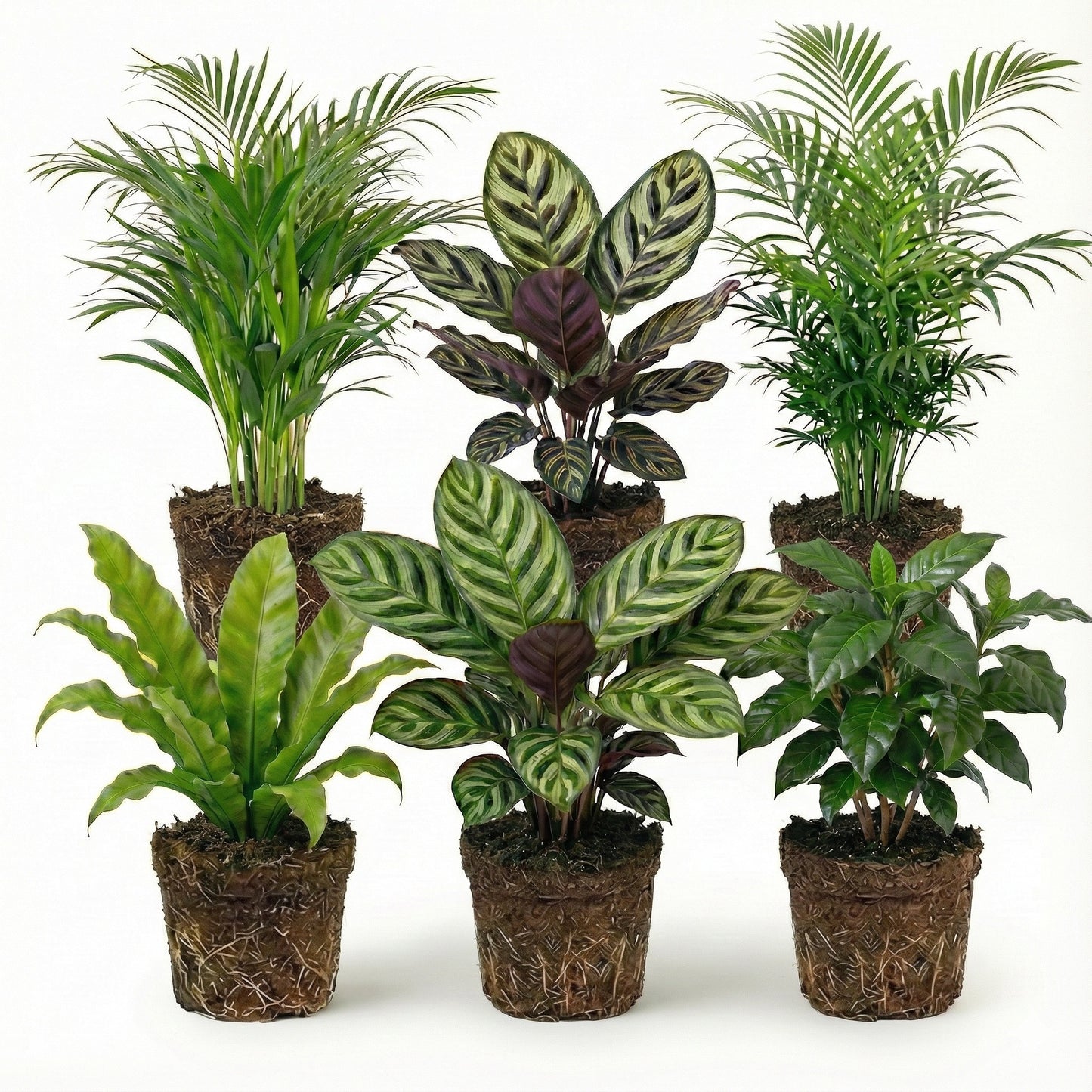 Plantas Purificadoras De Aire - 6 Unidades - Ø12 Cm - 30-40 Cm_0