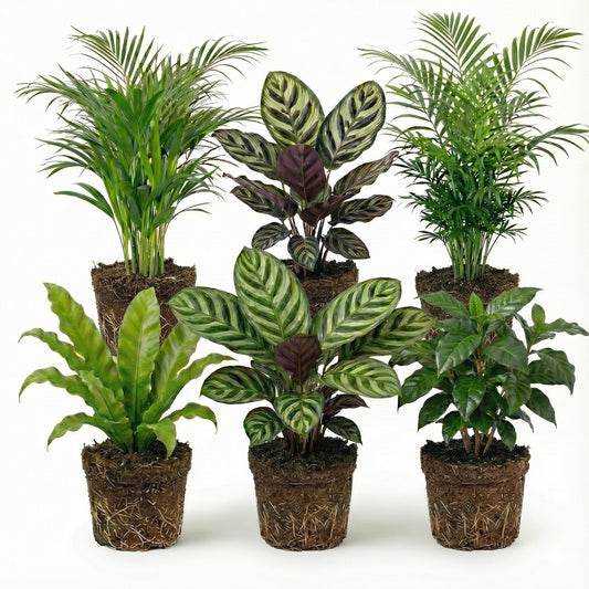 Plantas Purificadoras De Aire - 6 Unidades - Ø12 Cm - 30-40 Cm_0