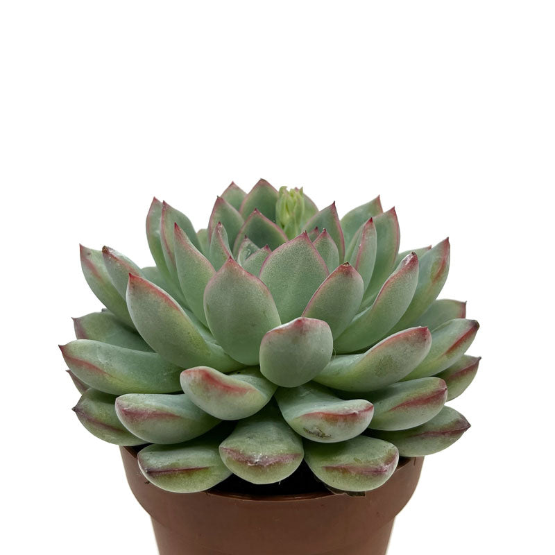 Echeveria Apus Cactus Y Suculentas M8,5 cm Ø_0