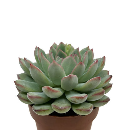 Echeveria Apus Cactus Y Suculentas M8,5 cm Ø_0