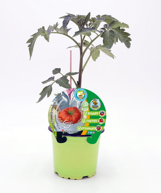 Plantón Tomate Injertado Gigantomo En Maceta De 12 Cm. Natural - Fitoralia_0