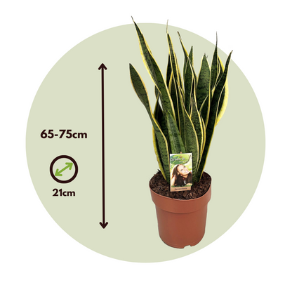 Lengua De Suegra - Sansevieria Trifasciata Laurentii - Altura 65-75cm - ⌀21cm