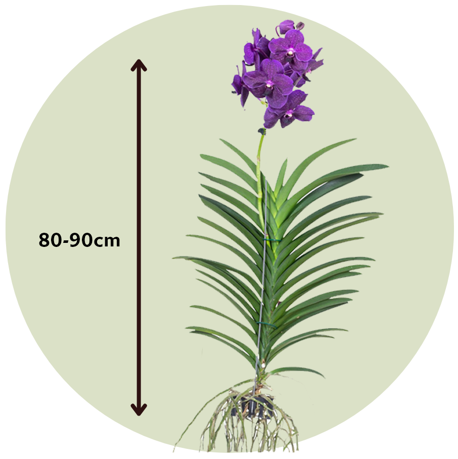 Orquídea Vanda - Vanda 'velvet Blackberry' - Altura 80-90cm_2